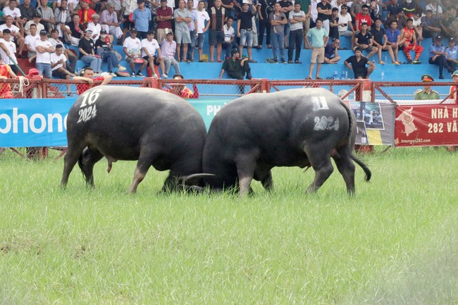 Lễ hội chọi trâu thúc đẩy phát triển du lịch Đồ Sơn - Ảnh 1.